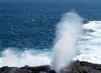 Image showing Blowhole at Suarez Point on Galapagos