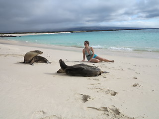 Image showing Woman tourist lays among seals on beach