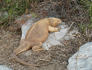 Image showing Galapagos land iguana in arid part of islands