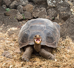 Image showing Large Galapagos giant tortoise