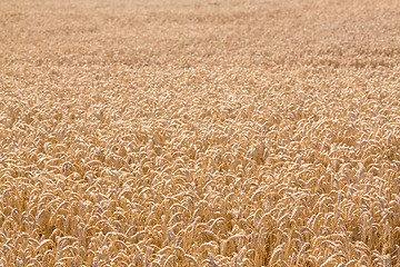 Image showing Ears of corn in fields of England