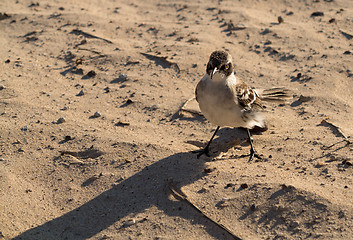 Image showing Galapagos Mockingbird on beach in islands