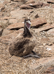 Image showing Baby chick Galapagos Albatross on beach in islands