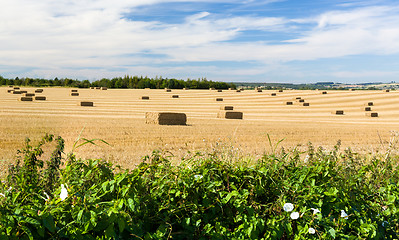 Image showing Blue skies over corn fields in England