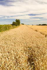 Image showing Blue skies over corn fields in England