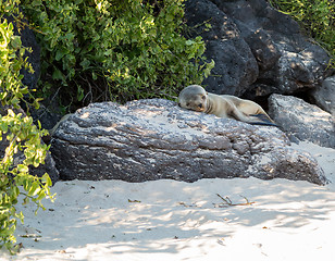 Image showing Single small seal on rocks by beach