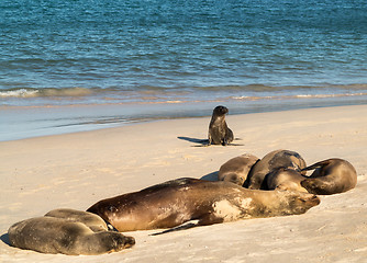 Image showing Small baby seal among others on beach