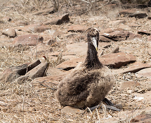 Image showing Baby chick Galapagos Albatross on beach in islands