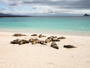 Image showing Small baby seal among others on beach