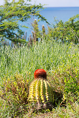 Image showing Turk's Cap cactus on St Martin