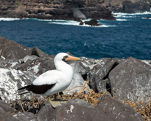 Image showing Curious nazca booby seabird on Galapagos