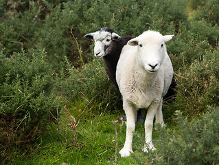 Image showing Two sheep curious stare at camera