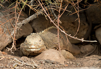 Image showing Galapagos land iguana in arid part of islands