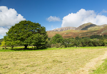 Image showing Newly mown hay in Buttermere Lake District