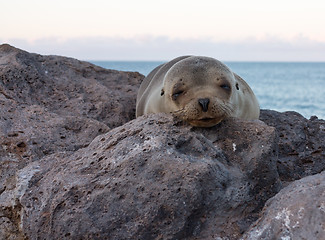 Image showing Single small seal on rocks by beach