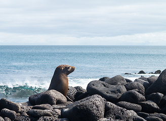 Image showing Single small seal on rocks by beach