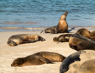 Image showing Small baby seal among others on beach