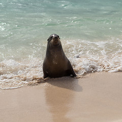Image showing Single small seal on sandy beach
