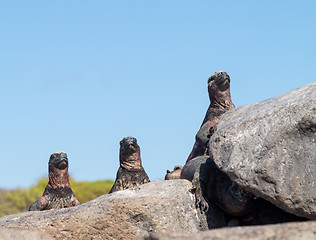Image showing Galapagos marine iguana on volcanic rocks