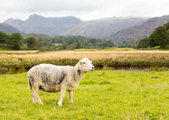 Image showing Sheep in front of Langdale Pikes in Lake District