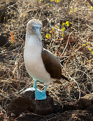 Image showing Curious blue footed booby seabird on Galapagos