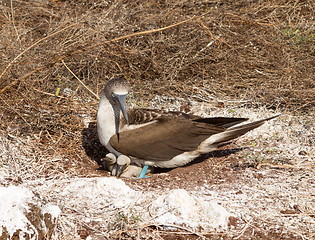 Image showing Curious blue footed booby seabird and chick