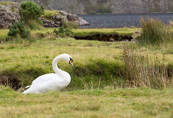 Image showing Swan by Wast Water in Lake District