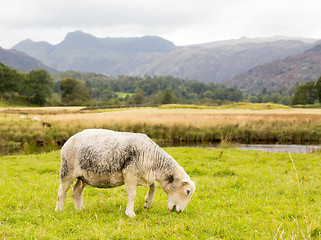 Image showing Sheep in front of Langdale Pikes in Lake District