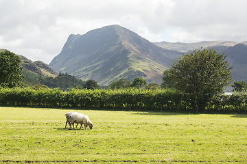 Image showing Sheep graze near Buttermere Lake District