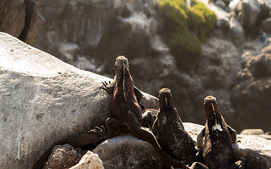 Image showing Galapagos marine iguana on volcanic rocks