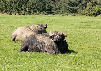 Image showing Two buffalo in english farm meadow