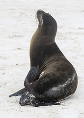 Image showing Small baby seal being born on sandy beach