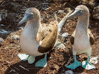 Image showing Curious blue footed booby seabirds on Galapagos