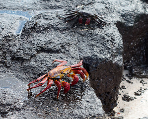 Image showing Red Rock crab or Sally Lightfoot