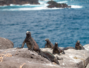 Image showing Galapagos marine iguana on volcanic rocks