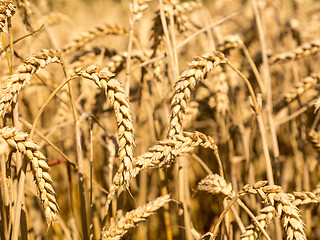 Image showing Ears of corn in fields of England