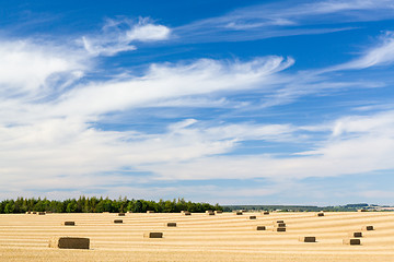 Image showing Blue skies over corn fields in England