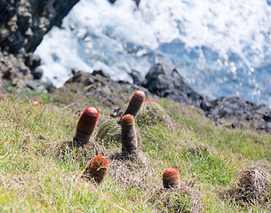 Image showing Turk's Cap cactus on St Martin