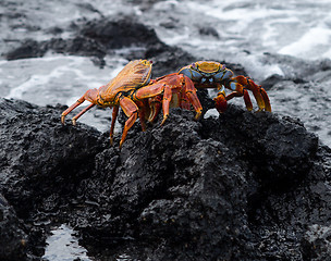 Image showing Red Rock crab or Sally Lightfoot