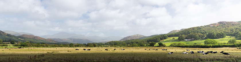 Image showing Meadows and cows in Lake District England