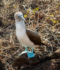 Image showing Curious blue footed booby seabird on Galapagos