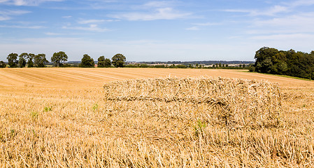 Image showing Blue skies over corn fields in England
