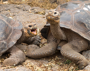 Image showing Pair of large Galapagos giant tortoise