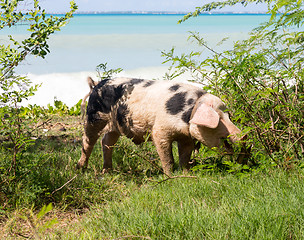 Image showing Wild pig on beach in St Martin