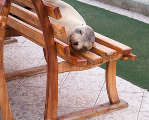 Image showing Single sealion or seal sleeping on bench