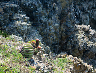 Image showing Turk's Cap cactus on St Martin