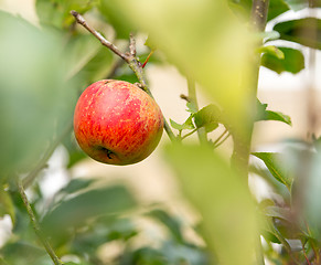 Image showing Single red apple in out of focus leaves of tree