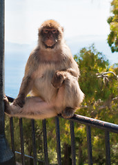 Image showing Ape in Gibraltar