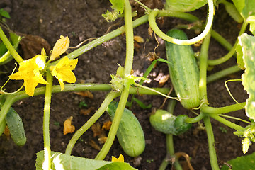 Image showing Cucumber liana