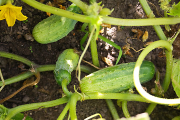 Image showing Cucumber liana